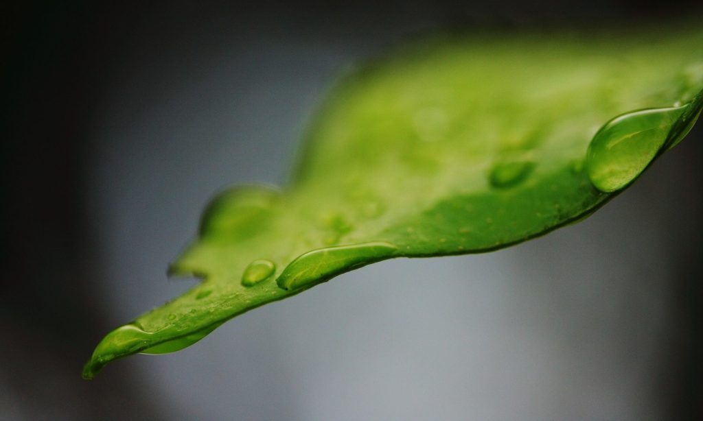 Wie wird die Transpiration und Guttation geregelt? Megagreen